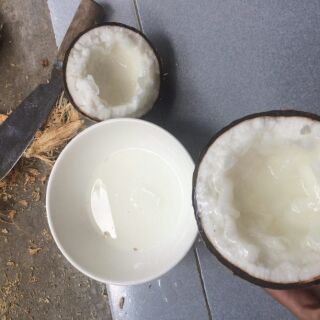 Dừa sáp ngọc tiên