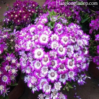 Hạt Giống Hoa Cúc Lọ Lem