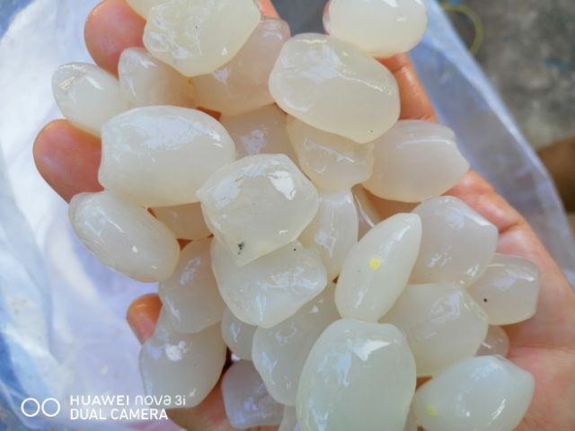 1kg hạt đác tươi sạch nha trang loại nhỏ, dẻo