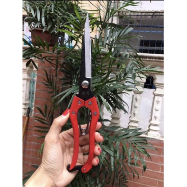 Kéo tỉa tỉa tán
