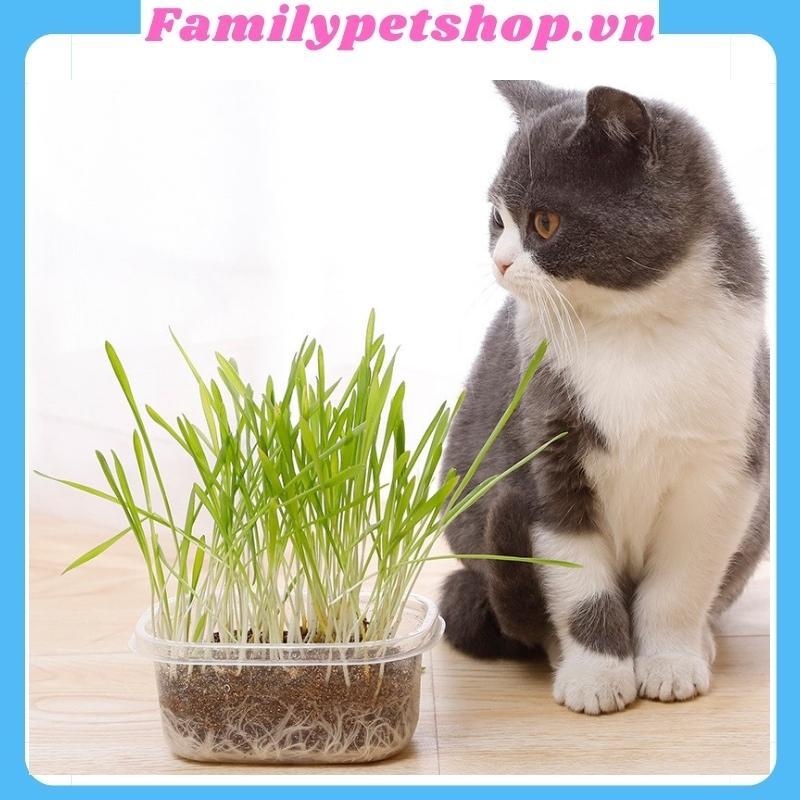 Hạt giống cỏ mèo-bộ trồng cỏ cho mèo-familypetshop.vn