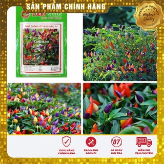 Hạt Giống Ớt Kiểng Ngũ Sắc +1 gói phân bón