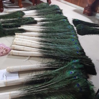 Combo 300 lông công thật