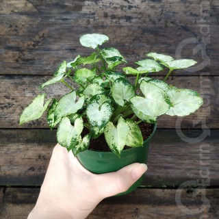 Cây môn lá tim mini (Syngonium mini pixie)