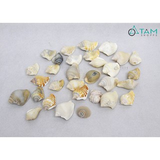 Bịch 200gr vỏ ốc biển trang trí VOOC-03