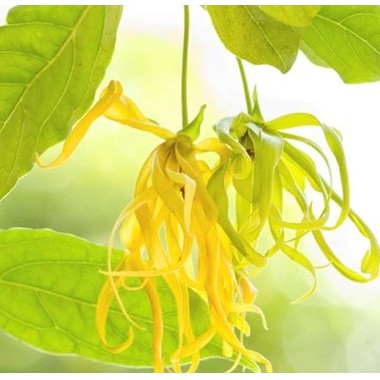 Tinh dầu Ngọc Lan Tây Hương Sen | Ylang Ylang Essential Oil | Xuất Xứ Việt Nam