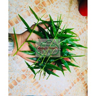 Cây thuỷ sinh TRÚC THUỶ SINH