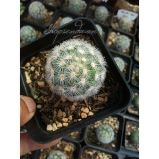 xương rồng mami tổ ong