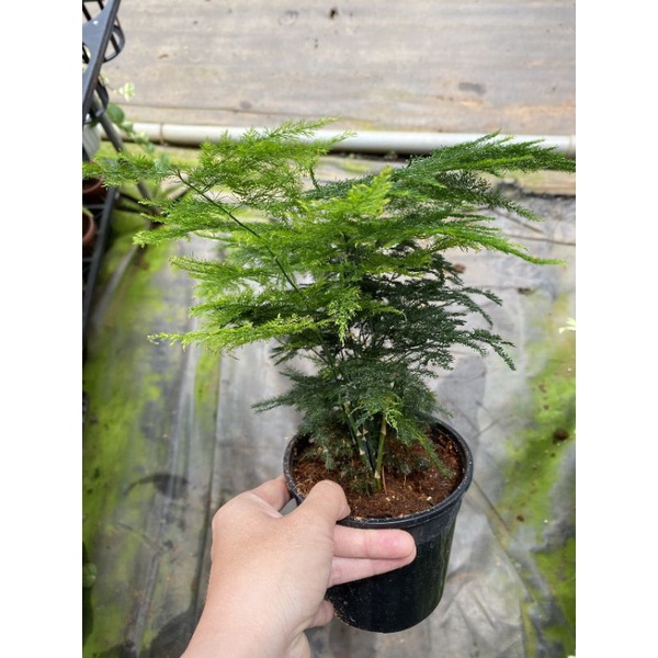 Chậu cứng Kim thuỷ tùng - Asparagus fern