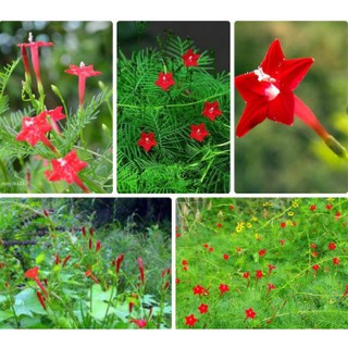 Hạt giống hoa tóc tiên đỏ dây leo nảy mầm tốt kèm quà tặng