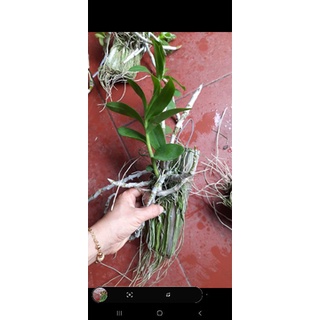 Trầm trắng bảng
