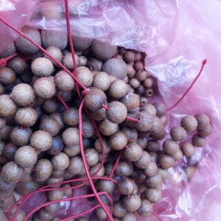 Hoàng đàn tuyết lặng sơn đây