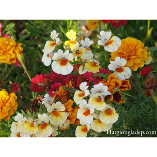 Hạt Giống Hoa Nemesia