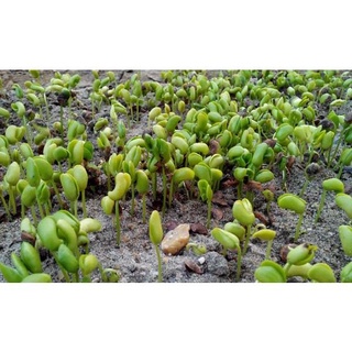 Hạt giống cây Sưa Đỏ (Huỳnh Đàn, Trắc Thối, Huê )  - Gói 20 hạt - STHG2