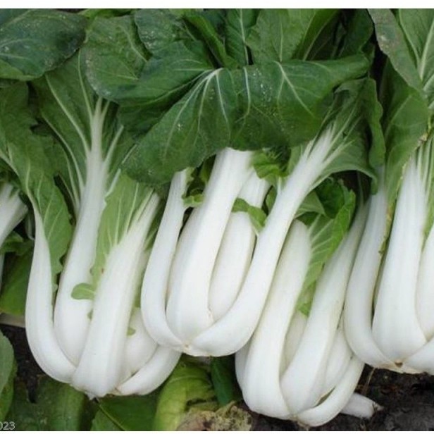 20 GR - HẠT GIỐNG CẢI BẸ TRẮNG