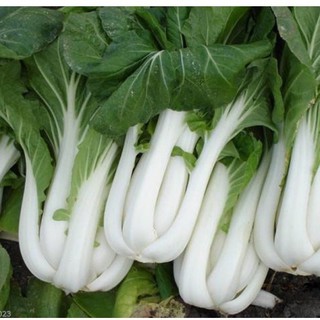 20 gr - hạt giống cải bẹ trắng