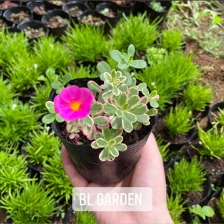 Hoa mười giờ giống Thái Lan