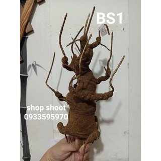 Gốc bonsai bs1 làm thân mai đào