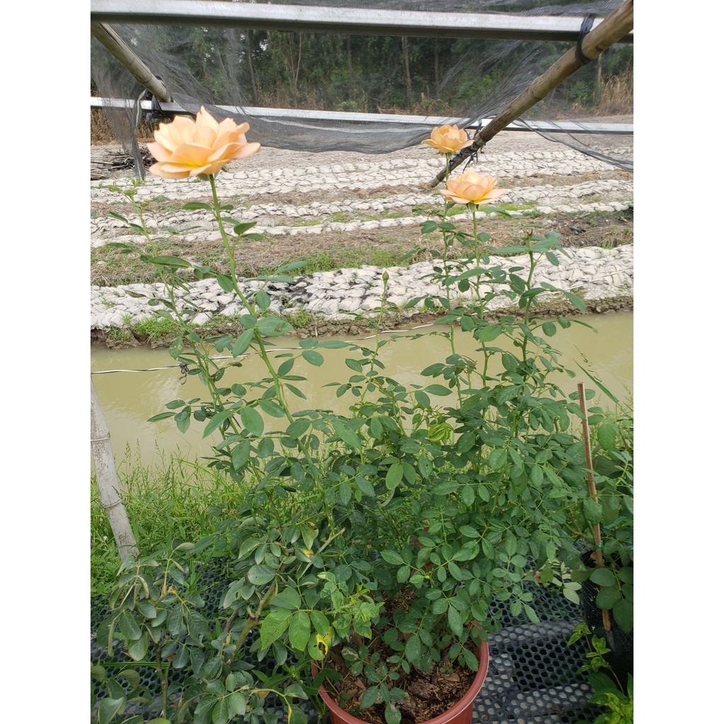 Hồng Leo Ngoại Lady of Shalott