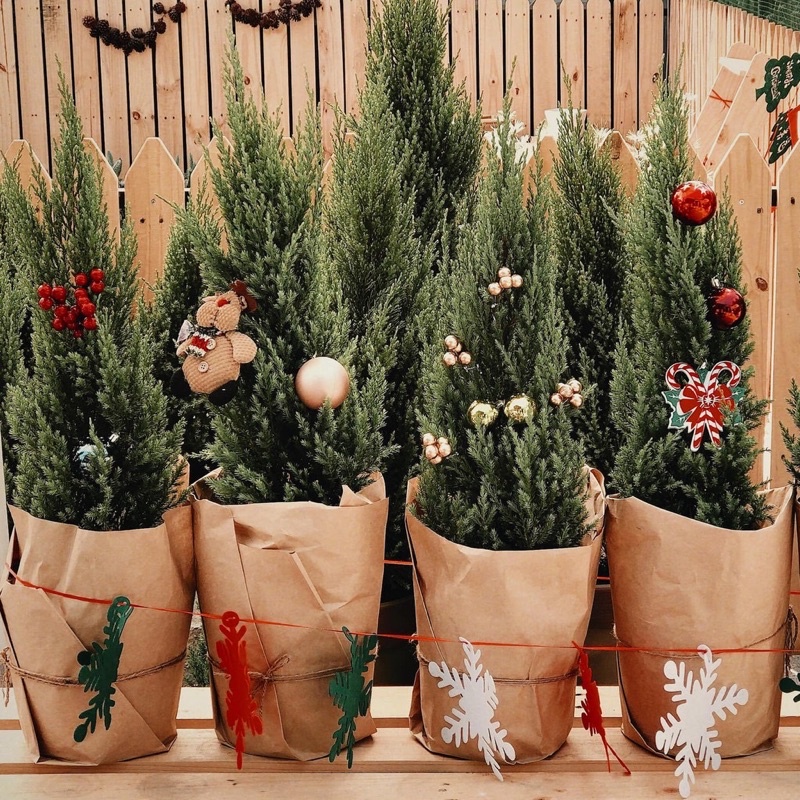 Cây sơn tùng trang trí Decor Noel cơ bản 2021 phù hợp làm quà tặng