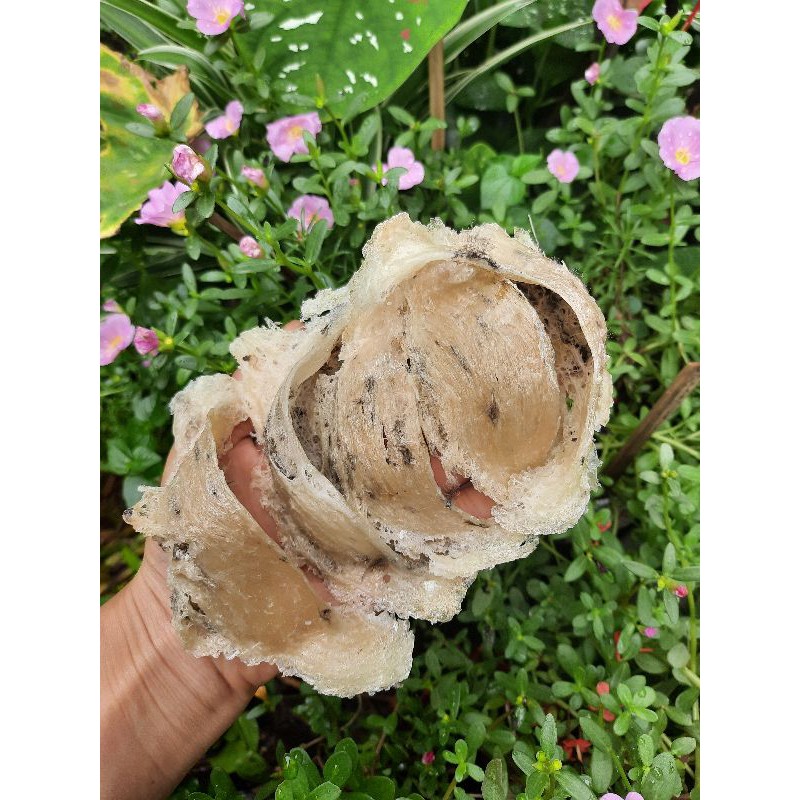 Tổ yến thô 100GR chuẩn nhà nuôi