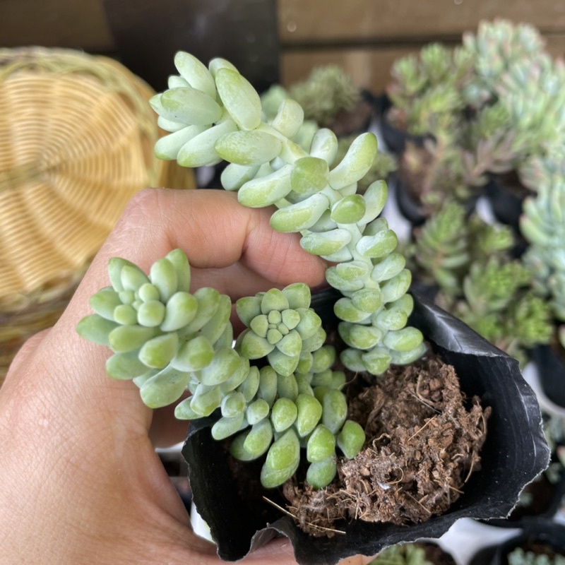 Sen Đá Chuỗi Ngọc Bi - size Bầu