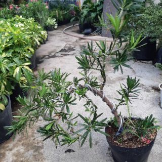 Tùng la hán bonsai DÁNG ĐỔ SIÊU ĐẸP