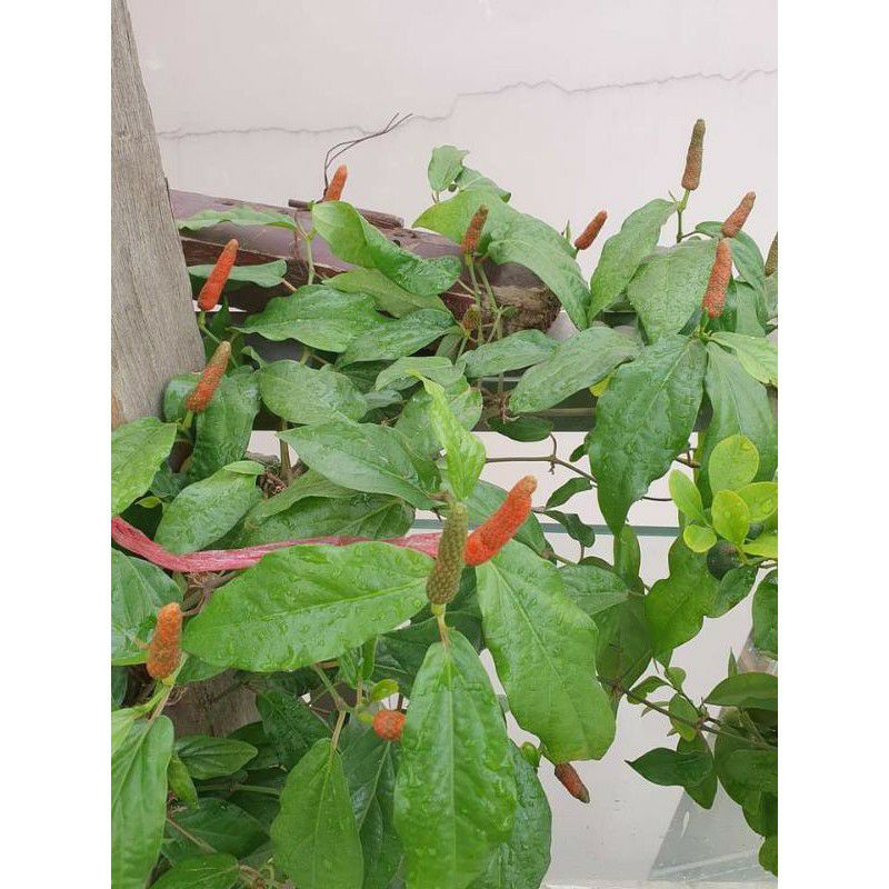 Cây tiêu lốp lớn đang trái