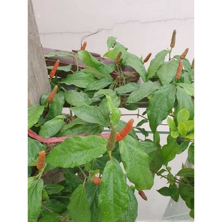 Cây tiêu lốp lớn đang trái