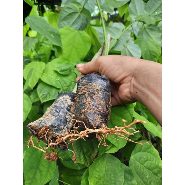 Com bo 20 cây rau Bò khai