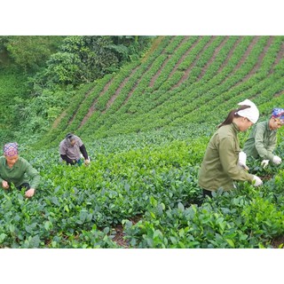 Trà Như Cố Bắc Kạn