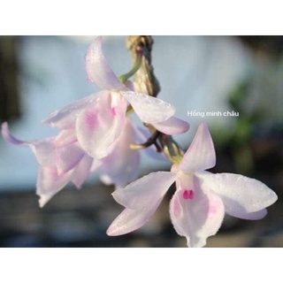Phi điệp hồng minh châu hàng giống năm 2 thuần tại vườn