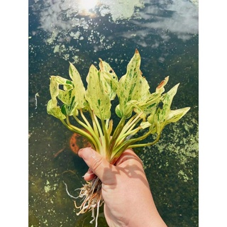 Cây hoa bách thuỷ tiên var Echinodoru variegata