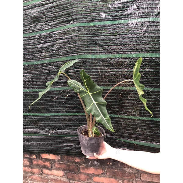 Alocasia Sarian cây kiểng lá trồng decor trang trí