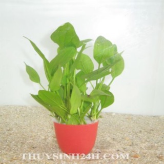 Combo 8 loại cây thuỷ sinh