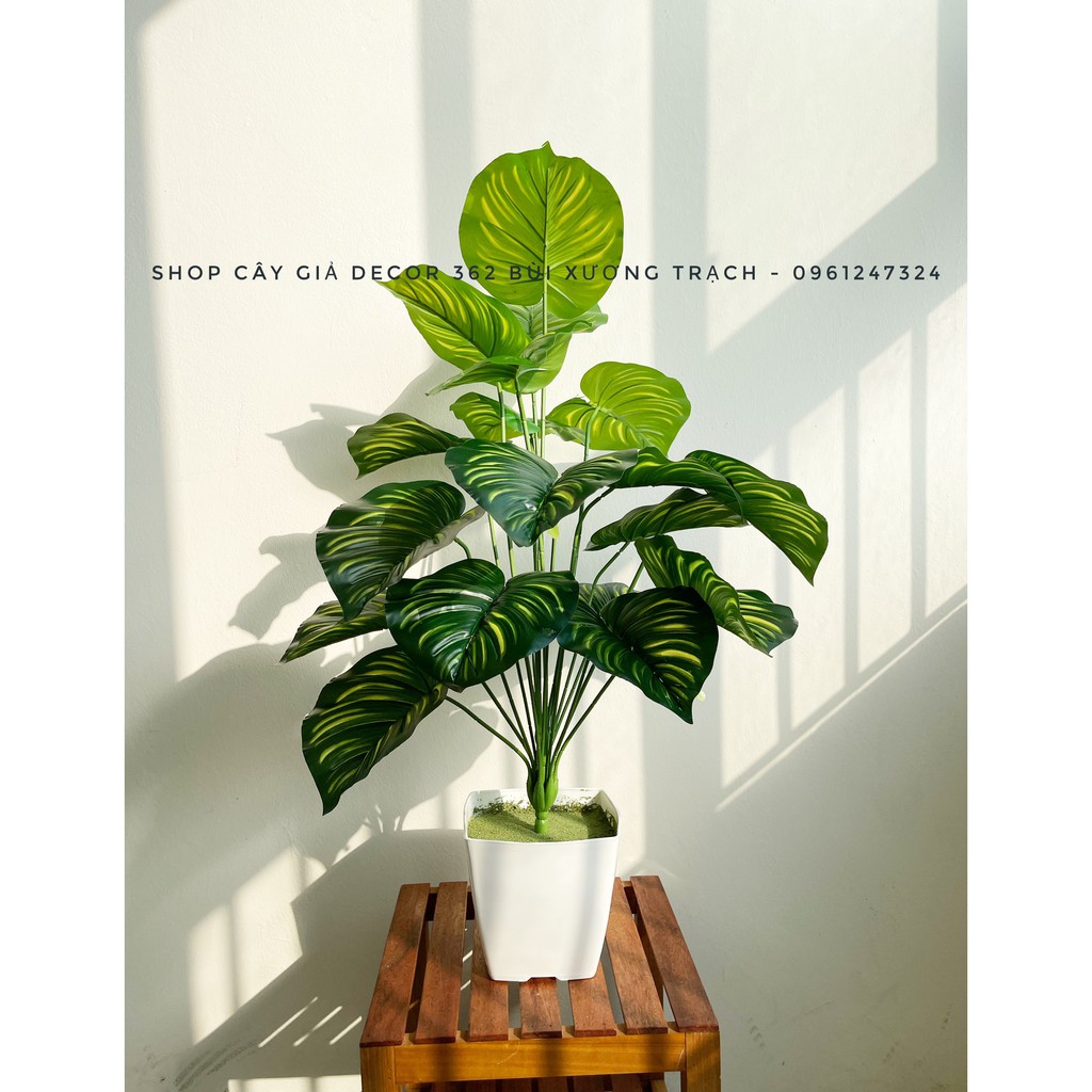 Cây giả - cây trầu bà sọc 75cm