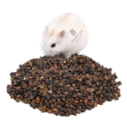 HẠT BA KHÍA cho Hamster, sóc, vẹt