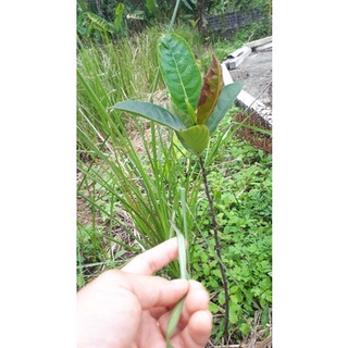 Cỏ Vetiver rễ trần