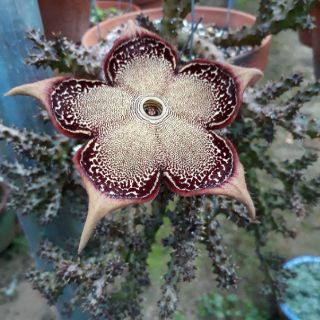 Sao biển Edithcolea Grandis