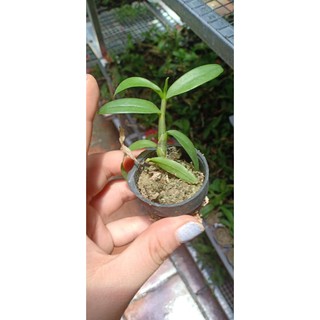 [Rẻ Vô Địch] Phi Điệp Sơn Điền Cánh Mai ( Cây con giống gieo hạt)