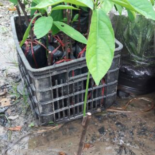 Cây giống dâu da đất