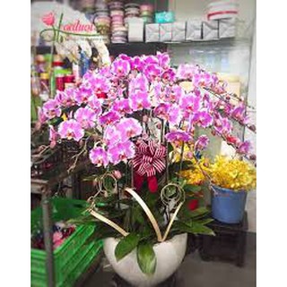 HOA LAN HỒ ĐIỆP ĐẠI ĐÃ CÓ NGỒNG