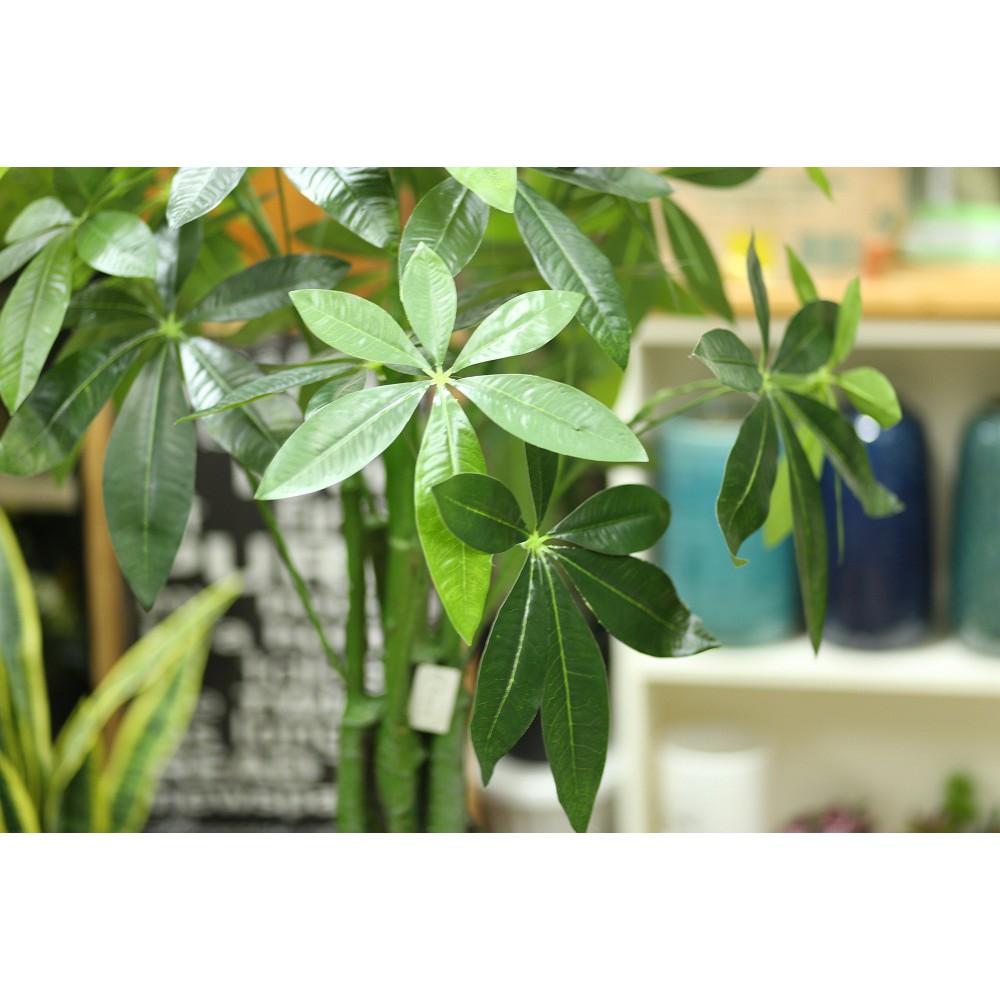 Cây Kim ngân giả Lan Decor  - LC1988