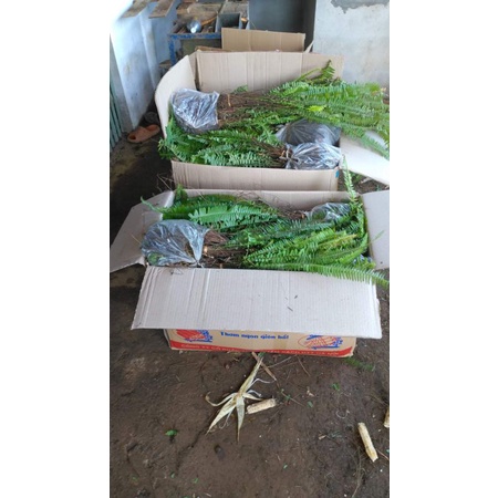 Cây dương xỉ lùn