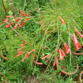 Cây liễu tường hoa đỏ