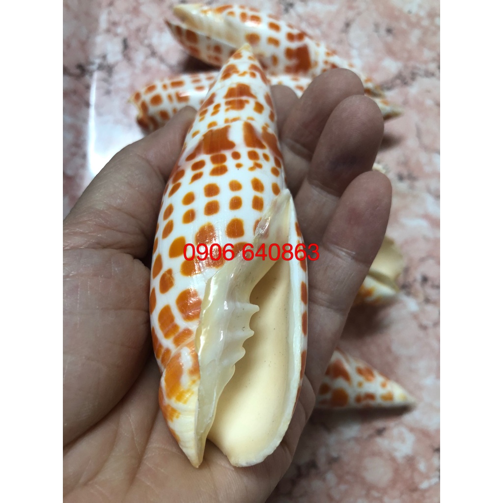 Vỏ ốc biển dài chấm bi đỏ - trang trí bể cá, bàn làm việc, phòng khách, chụp ảnh...