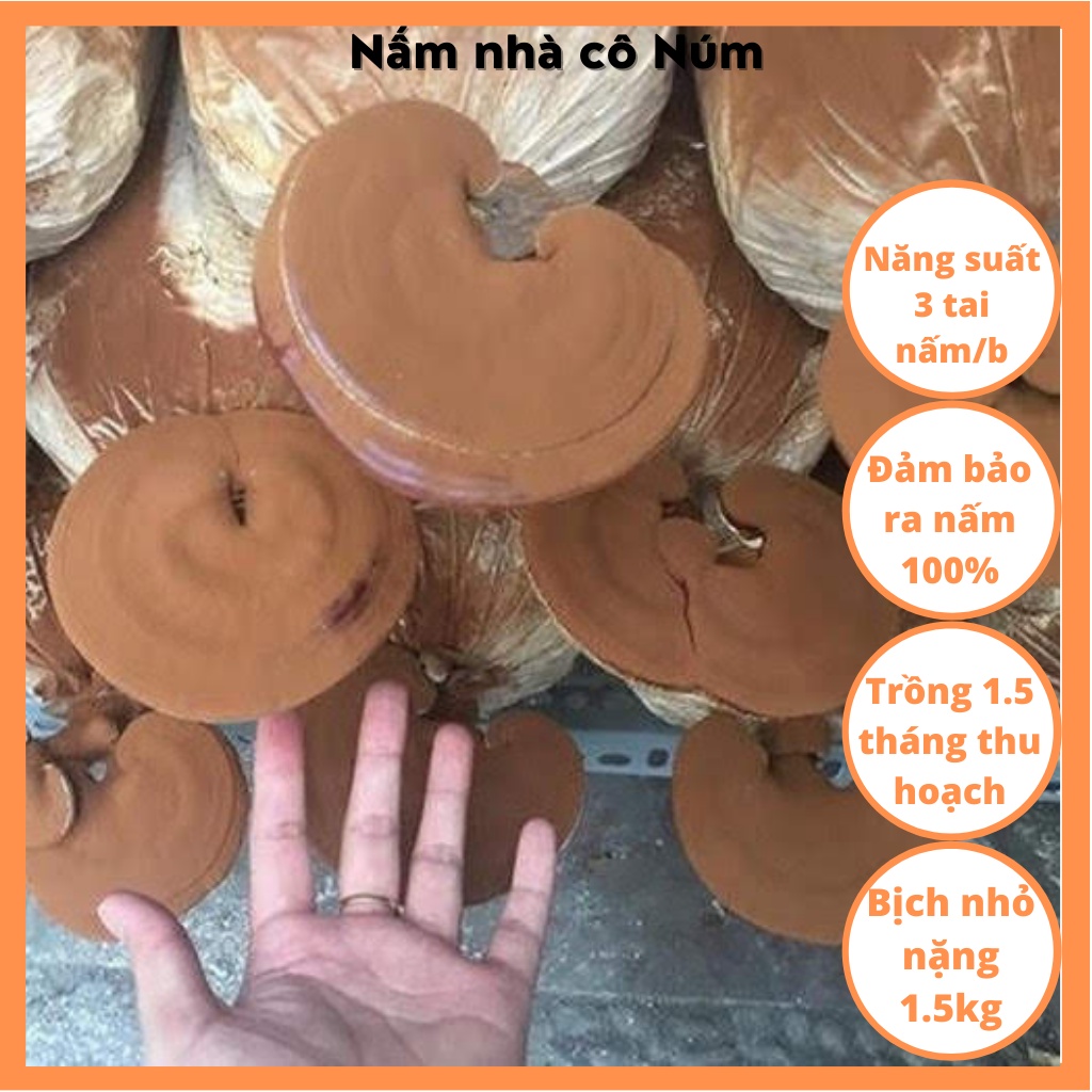 Bịch giống trồng nấm LINH CHI VN (combo 3 bịch), Bịch phôi giống nấm linh chi Việt Nam