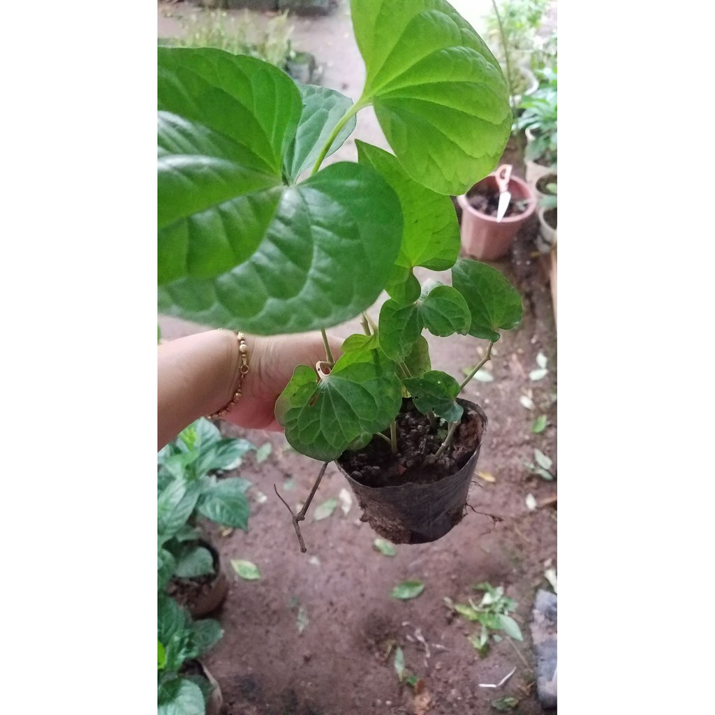 💙Combo 3 bầu rau lá lốt ✴️✴️ MUA 3 TẶNG 1 ✴️✴️ Với đơn hàng thanh toán trước