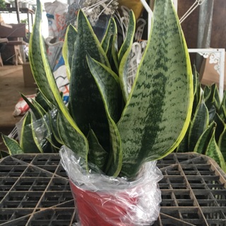 Cây lưỡi hổ viền vàng