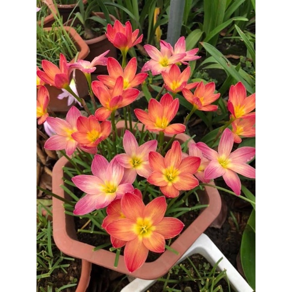 Củ huệ mưa ngoại Krakatau bảo hành mặt hoa